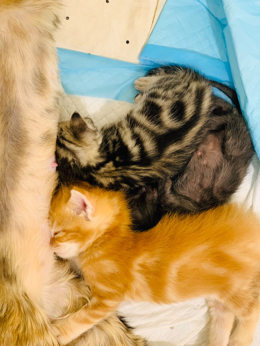 KSARshelter's tweet photo. We've got a match offer to help us finish off rent! $500 will be donated when we reach $14,000, and then we'll be finished with rent for the month.

https://t.co/KXWJMei33R

We still have a ways to go on salaries, but all donations made through our main fundraiser and My Giving Circle will go towards the goal and I'm sure we can do it.

https://t.co/cp76yxNY1i 

https://t.co/Hfosk6Jwxp

And for your viewing pleasure....Meto has healed perfectly from her lifesaving surgery, and her babies, including the adopted Ronan and Zinnia, are gaining weight like champs