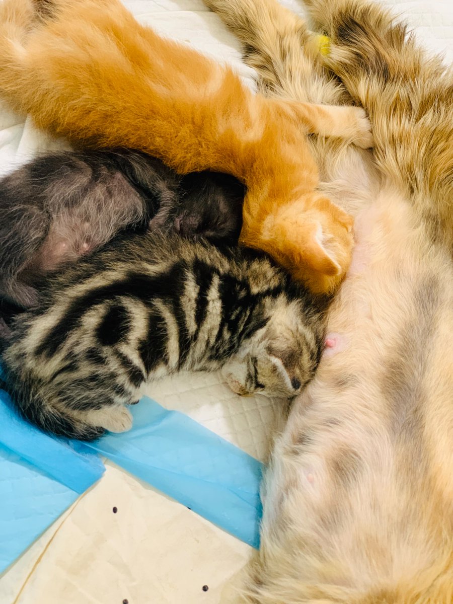 KSARshelter's tweet photo. We've got a match offer to help us finish off rent! $500 will be donated when we reach $14,000, and then we'll be finished with rent for the month.

https://t.co/KXWJMei33R

We still have a ways to go on salaries, but all donations made through our main fundraiser and My Giving Circle will go towards the goal and I'm sure we can do it.

https://t.co/cp76yxNY1i 

https://t.co/Hfosk6Jwxp

And for your viewing pleasure....Meto has healed perfectly from her lifesaving surgery, and her babies, including the adopted Ronan and Zinnia, are gaining weight like champs