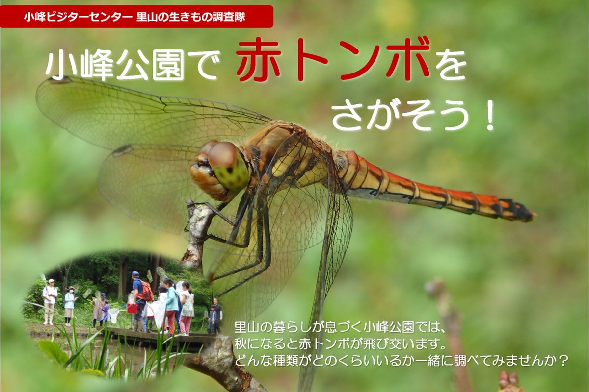 ParksKomine's tweet photo. 「里山の生きもの調査隊 小峰公園で赤トンボをさがそう！」の参加者募集中です。

【web申込フォーム】https://t.co/pTuScDSt0l

#小峰公園 #トンボ https://t.co/OJIsqxbidA