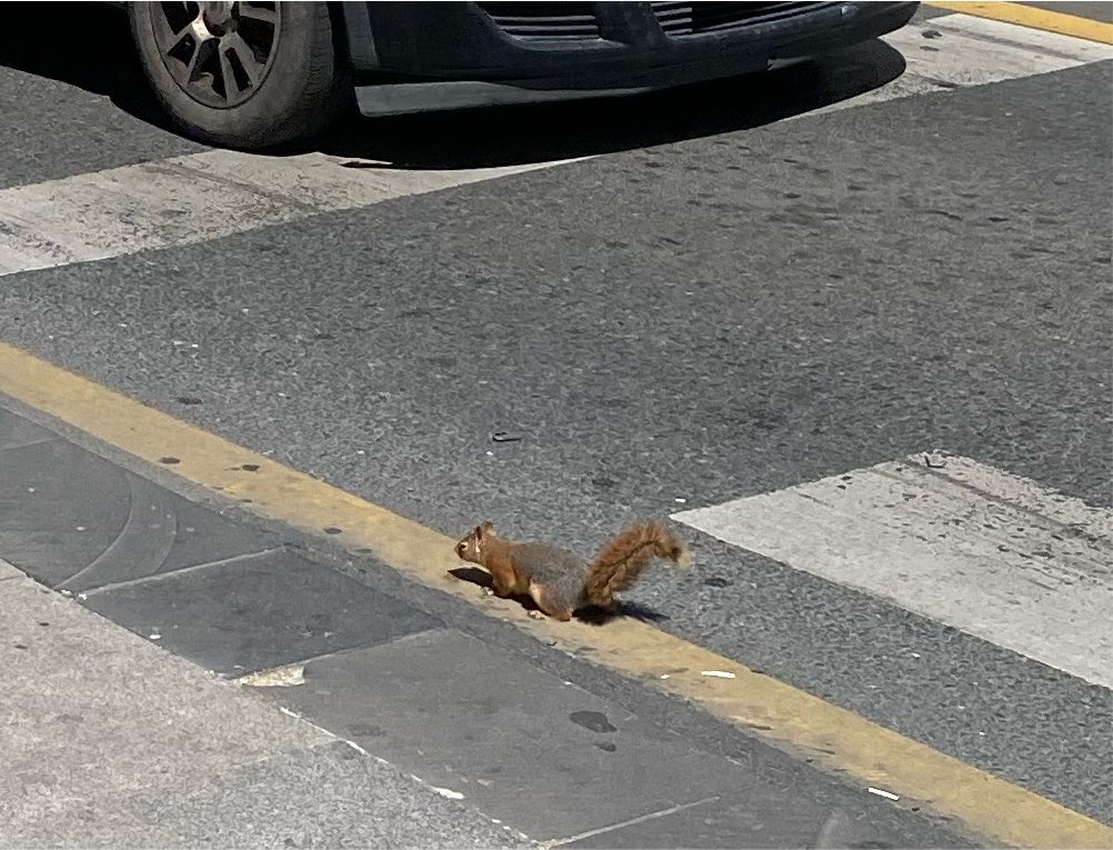 itismelovee's tweet photo. disney prensesiyim diyorum neden inanmıyorsun 🐿️ https://t.co/1uzXmqL7IZ