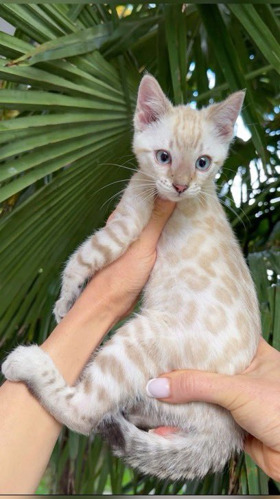 lunecrumbss's tweet photo. snow bengal beauty https://t.co/5ub2b9y245