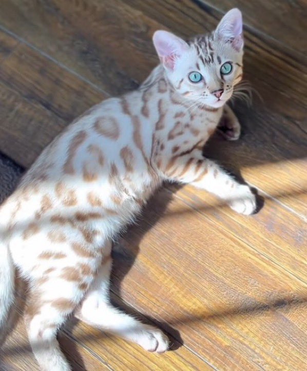 lunecrumbss's tweet photo. snow bengal beauty https://t.co/5ub2b9y245