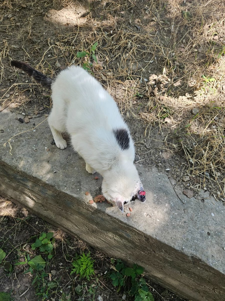 MBelyj2972's tweet photo. Одесса увидел в фейсбук у котика рак и ему нужна помощь Я хотел бы помочь но из-за долгов клиника у меня не принимает:   Была по делам на Таирова,котик очень просил покушать. Подошла покормить и увидела это(
Может кто-то захочет и сможет помочь котику/кошечку.
Скажу локацию в личку
Это район Формы фитнес-клуба
096 900 4660