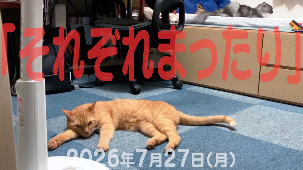 arikaobuk's tweet photo. 我が家の猫たち「それぞれまったり」2026年7月27日(月)
"Cats relaxing in their own ways"

https://t.co/r5pI3LLfxq

#にゃんこ3きょうだい日記 #Diary_of_3Cats
#猫動画 #ネコ動画 #猫 #ねこ #保護猫
#茶トラ #gingercat #黒猫 #blackcat #スコティッシュフォールド #scottishfold
#cat #gato #chat https://t.co/BK1byBFVUt