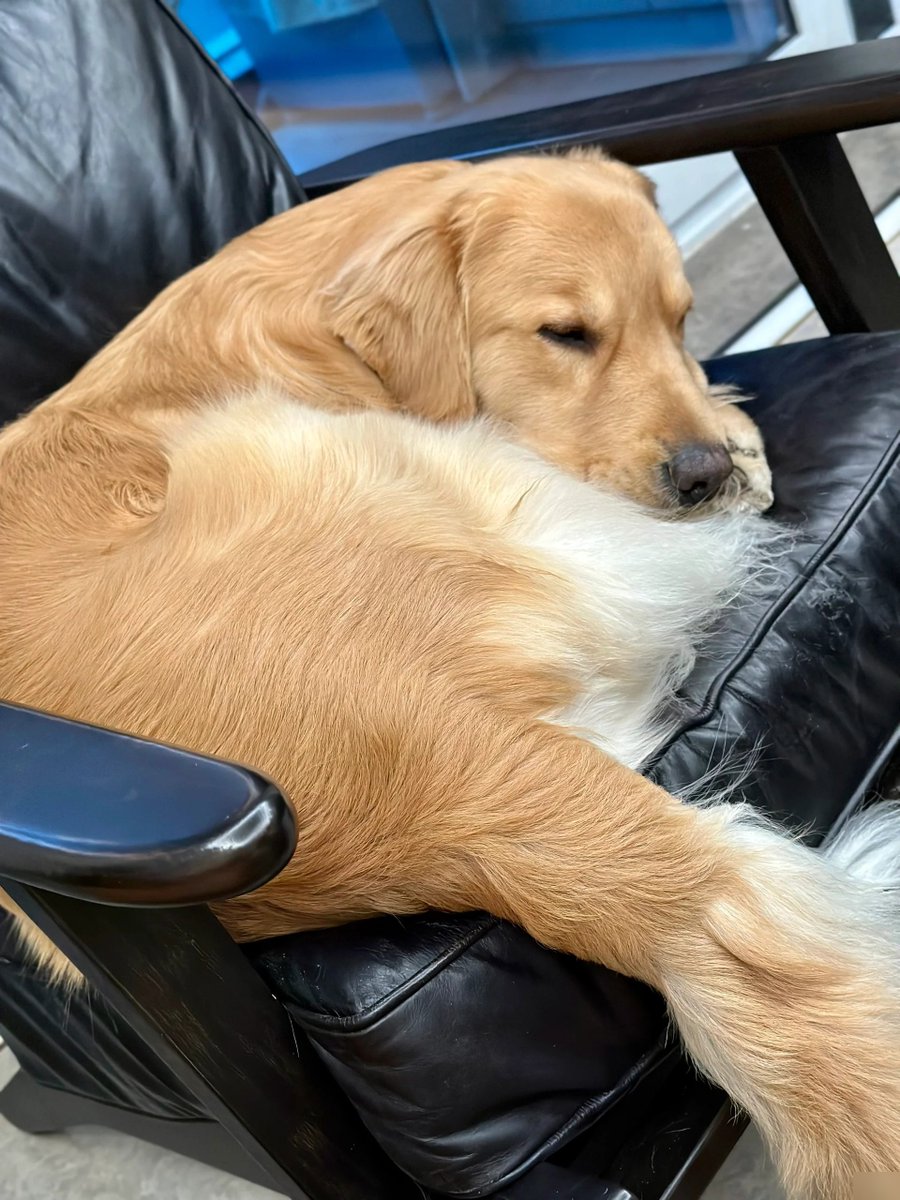 KrystaBentdp's tweet photo. My tiny pup’s current favorite spot Crammed right on my lap while I work—best coworker I’ve ever had, no deadlines just snuggles ， https://t.co/PwLGpbtNBl