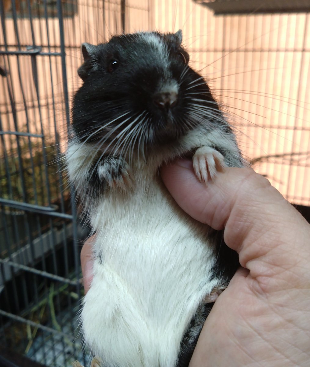 funnypets2005's tweet photo. 本日のお約束全て完了〜
販売中の2/13生まれの女の子と戯れてお仕舞い。 https://t.co/YIeyNAwvIt