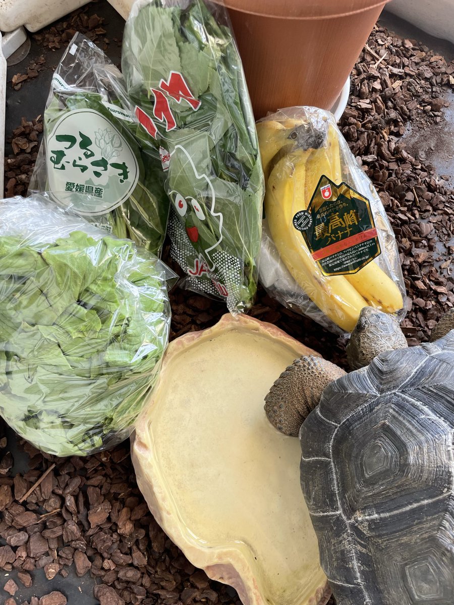 TherapyPlays's tweet photo. 8月1日の開設記念にと、副所長へ贈り物をいただきました🐢🎁

開けた瞬間とっても華やかな香り😳🍌🫧
見た瞬間、走る走る🐢💨
皮まで絶品🍌

副所長の大大大好物の贈り物を、本当にありがとうございました✨✨✨

#アルダブラゾウガメ　#副所長
#バナナ好き https://t.co/DfUatUXRf0