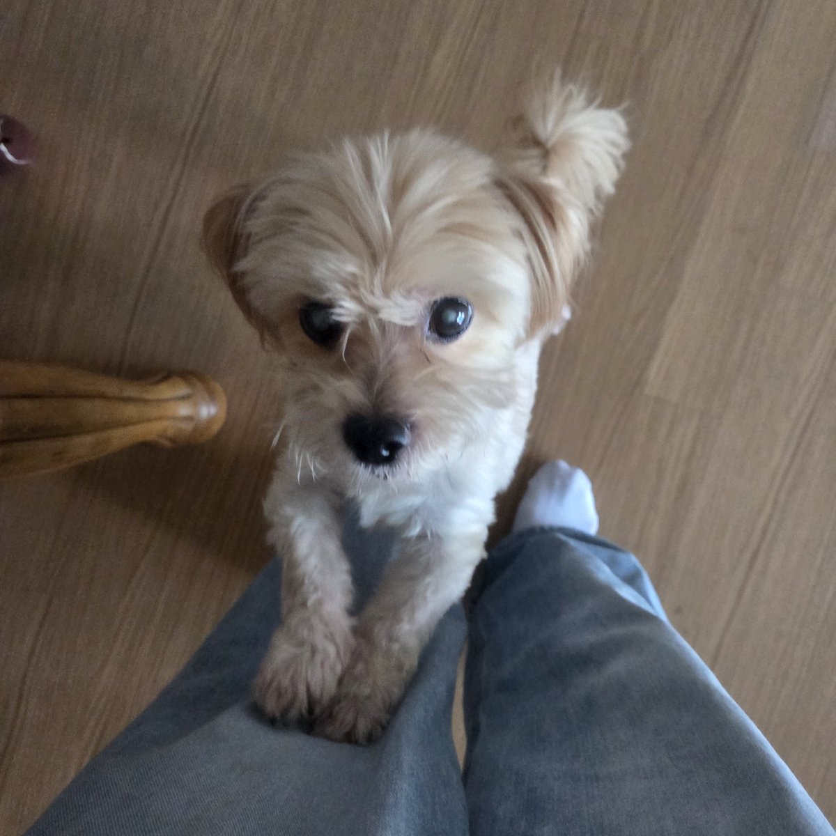 bandi_is_mine's tweet photo. 간식달라고 바짓가랑이 붙잡음 https://t.co/s0oh9jRa2F