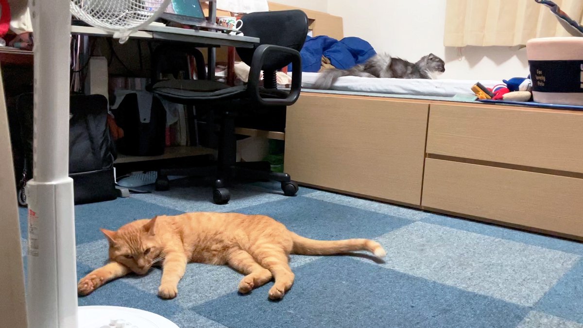 arikaobuk's tweet photo. それぞれまったり我が家の猫たち🐱🐱🐱

https://t.co/r5pI3LLfxq

#にゃんこ3きょうだい日記 #Diary_of_3Cats
#猫動画 #ネコ動画 #かわいい #おもしろ #癒し
#猫 #ねこ #保護猫
#茶トラ #gingercat #黒猫 #blackcat #スコティッシュフォールド #scottishfold
#cat #gato #gatto #chat #Katze #кошка https://t.co/7YZQ7VIDfE