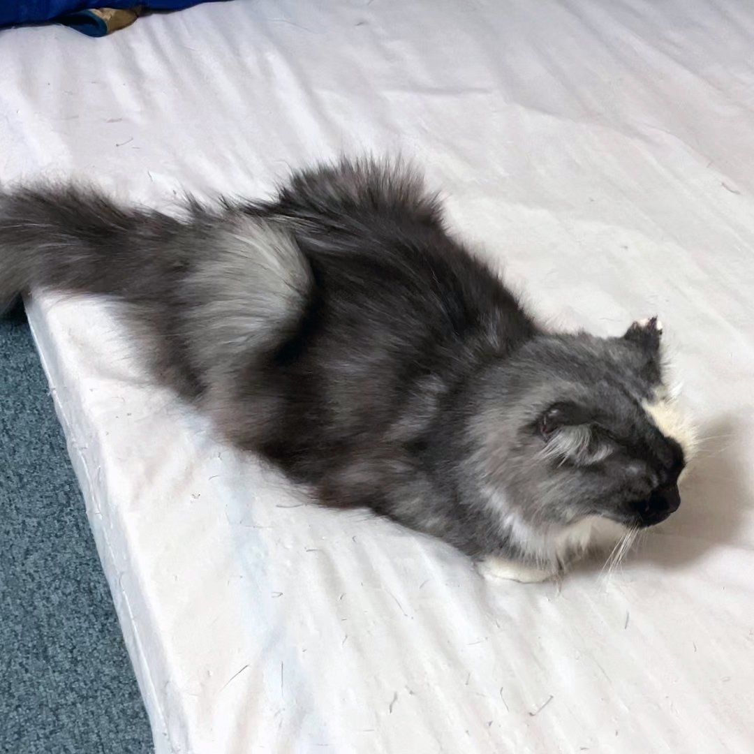 arikaobuk's tweet photo. それぞれまったり我が家の猫たち🐱🐱🐱

https://t.co/r5pI3LLfxq

#にゃんこ3きょうだい日記 #Diary_of_3Cats
#猫動画 #ネコ動画 #かわいい #おもしろ #癒し
#猫 #ねこ #保護猫
#茶トラ #gingercat #黒猫 #blackcat #スコティッシュフォールド #scottishfold
#cat #gato #gatto #chat #Katze #кошка https://t.co/7YZQ7VIDfE