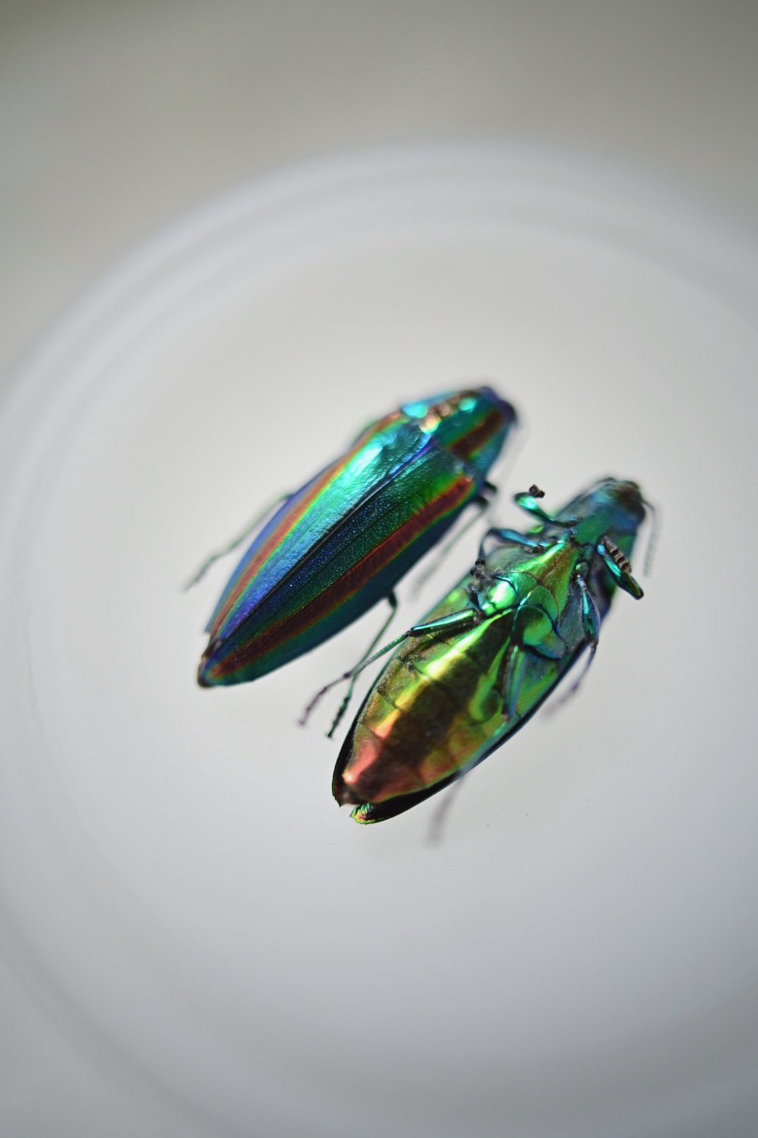 keino glass (@keinoGlass) / X