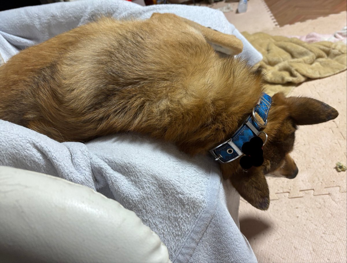 Chase_0130's tweet photo. 動くと起きちゃうから後ろからしか撮れないけど寝相がおかしい犬 https://t.co/x4GY1Mn0Cu