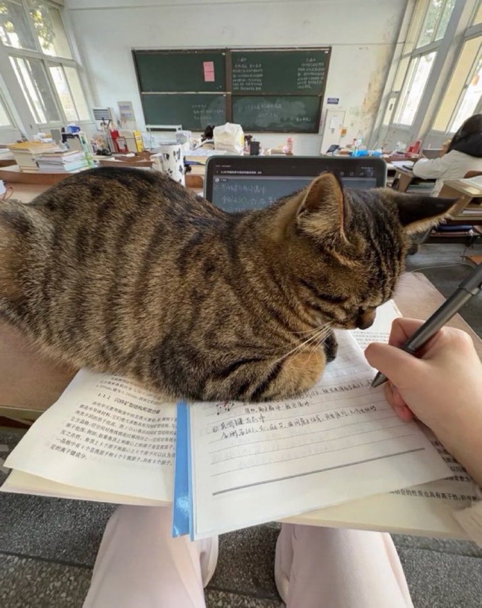 present_sub5's tweet photo. 大学にいる自由な野良猫見て https://t.co/rYd3rQPaYk