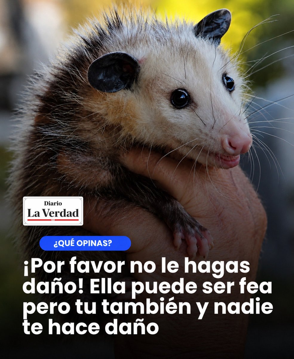 DiarioVerdad_EC's tweet photo. Las zarigüeyas no son feas…
son solo incomprendidas 🤍
Con esa carita de “no dormí nada”,
esa cola de monito
y esa forma tan particular de caminar…
¿cómo no van a ser lindas? 🥹
Tú eres feo y nadie te golpea 🖤

#Zarigüeya #Opossum #AnimalesLindos #FaunaSilvestre #Animalitos https://t.co/dYsvEaO17Z