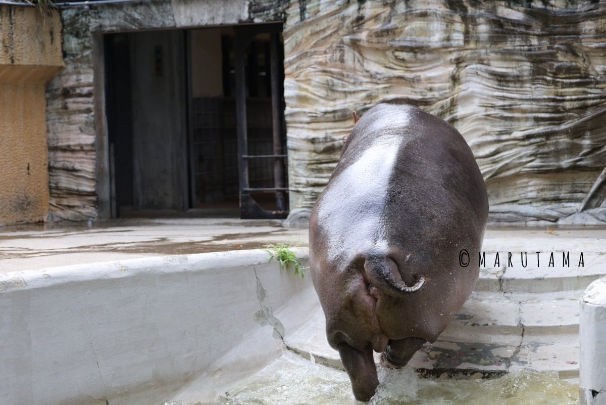 teichan2014's tweet photo. カバも尻尾で感情表現していると勝手に思ってます🦛
（今日はお昼にプールから上がらずお昼抜きだったので流木のような木で憂さを晴らしているようでした😤いや、ただ遊んでいる😂）
2026.7.30
#上野動物園　#カバ　#ユイ https://t.co/J8iTgTNSDc