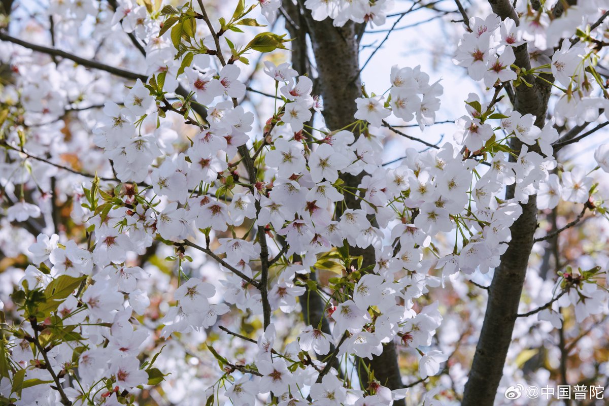 TerrenceTennant's tweet photo. A warm sunny spring morning is perfect for a quick walk outside—birds chirping, cherry blossoms drifting, and the air smells like fresh grass.， https://t.co/VLct2MYzlb