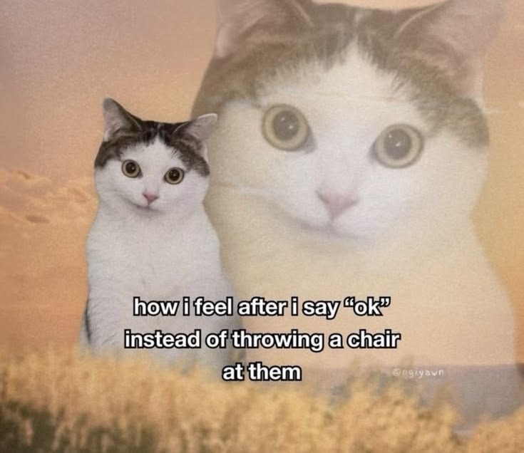Meowversetwt's tweet photo. https://t.co/DJ7qRn7eWf