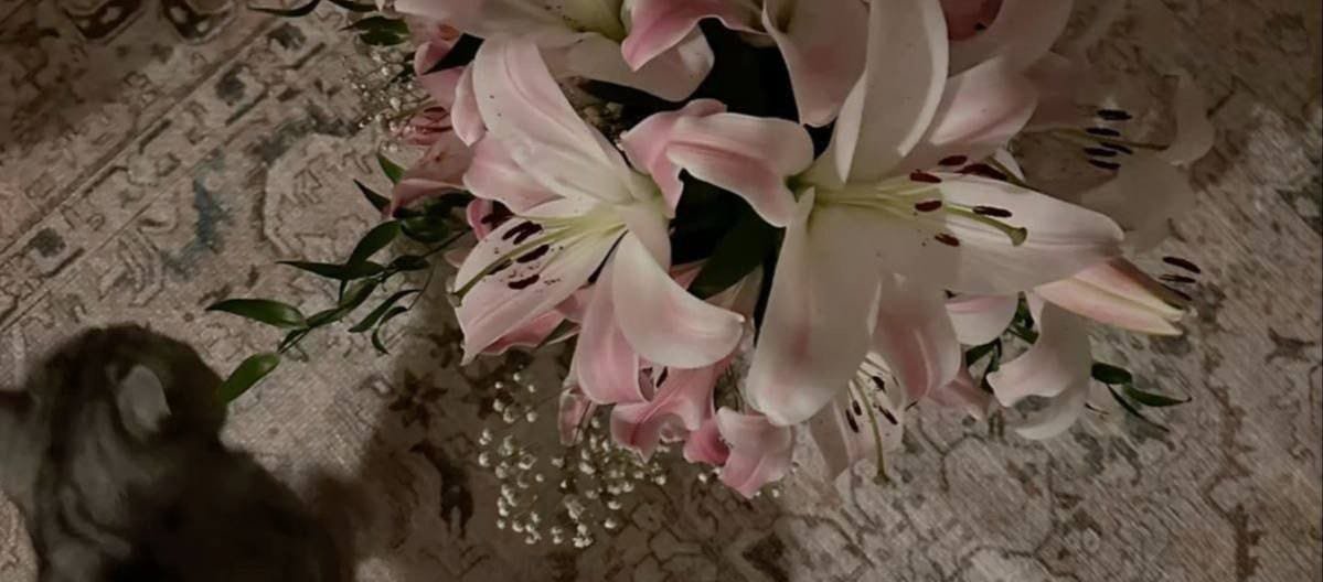 Bunajeeb's tweet photo. «لا يكاد المرء يفقد شيئًا في هذه الحياة إلا ويجعل الله له في غيره سلوة وعوضًا، كضوء النهار إذا رحل اعتاض عنه الناس بنور القمر» https://t.co/vKc60GiU0G