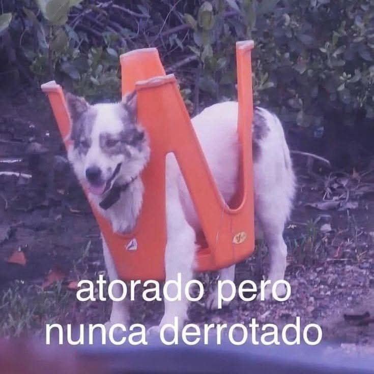 Animalesaprieto's tweet photo. https://t.co/Ujd7iWcHLE