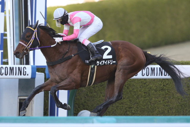 JRAVAN_info's tweet photo. 2023年北海道スプリントカップ（JpnⅢ）に勝利した、ケイアイドリーが本日付けで競走馬登録を抹消されました。
今後は門別競馬場へ移籍する予定とのことです。 https://t.co/o2lN7JzHOt