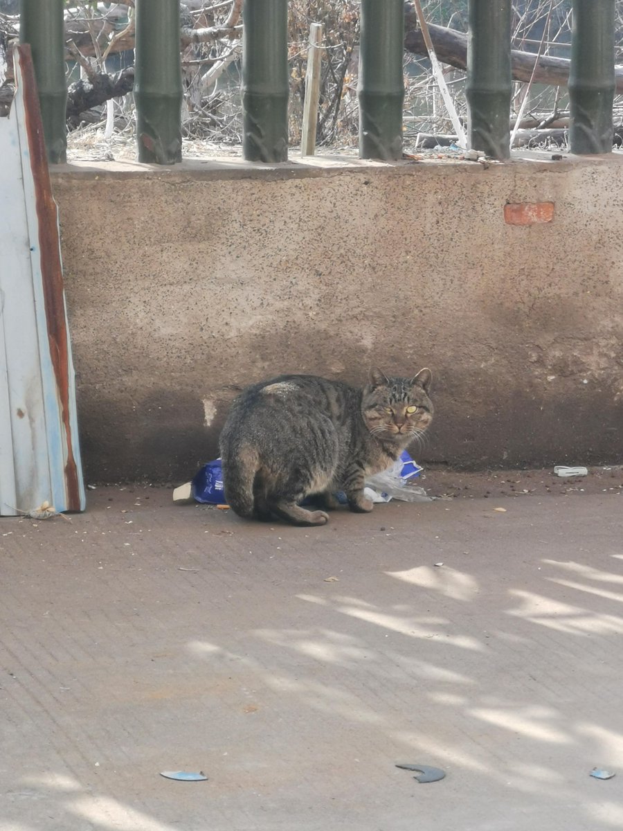 pjacf73283232's tweet photo. Random street snap: afternoon light filtering through old store awnings, a stray cat napping on the curb. Simple little moments that make city days warm. https://t.co/0eczuBOzWz