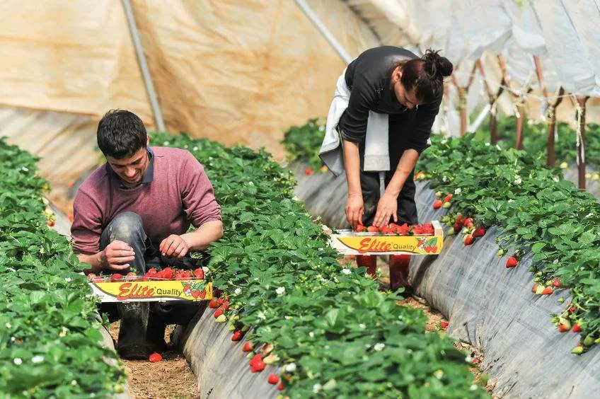 YourJobsCareers's tweet photo. Now Hiring: Farm Attendant Jobs in Australia: Huon Aquaculture Hiring Full-Time Farm Attendants in Strahan
Check & Apply here: https://t.co/XOv3XHUpM2
#AustraliaJobs #FarmAttendant #AquacultureJobs #MarineOperations #TasmaniaJobs #OutdoorJobs #NowHiring #CareerOpportunity https://t.co/mpH5g9tpH9