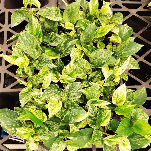 LakiaMicaldld's tweet photo. Pro tip for your pothos: Let its soil dry out completely between waterings → this lush vine will reward you with fuller, healthier leaves! https://t.co/XmRqMA24ls