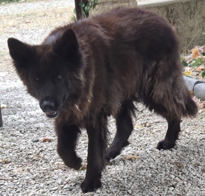 MissingTarn81's tweet photo. 30.07.26 Perdue chienne Berger noire à Lagarrigue. "Samy". Contact : https://t.co/WXr5FFM2gL #Tarn #chien https://t.co/eWwYUt3LhS