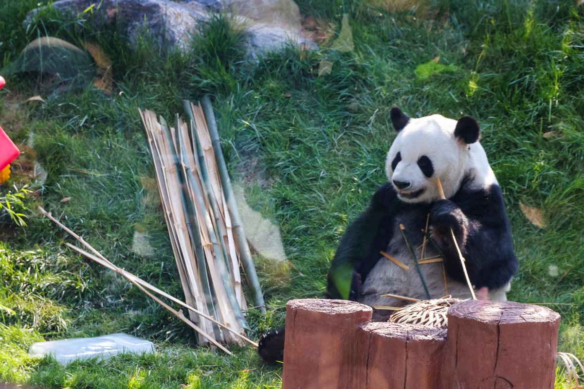 touch_beijing's tweet photo. To cope with the scorching heat during the #summer months, #Beijing Zoo has launched a #heatstroke prevention and #cooling plan for the #animals. #Menglan #panda #zoo #AnimalProtection https://t.co/svVcP5vNZW