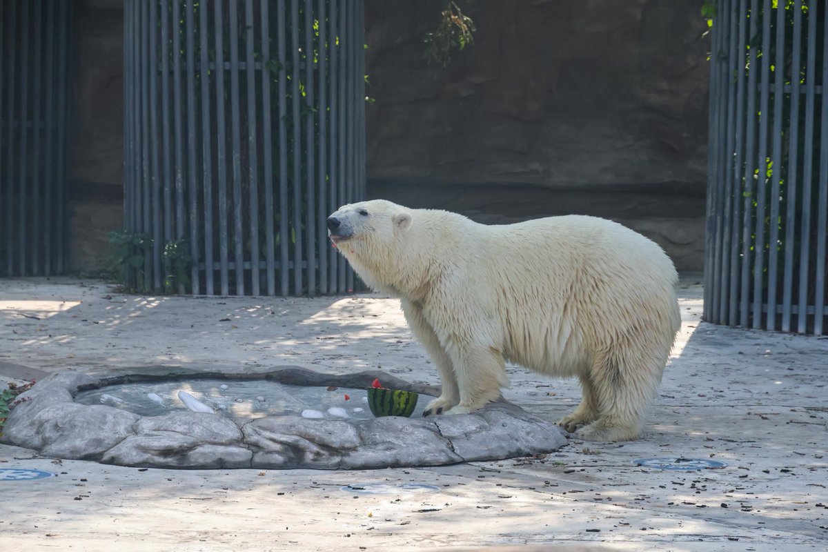 touch_beijing's tweet photo. To cope with the scorching heat during the #summer months, #Beijing Zoo has launched a #heatstroke prevention and #cooling plan for the #animals. #Menglan #panda #zoo #AnimalProtection https://t.co/svVcP5vNZW