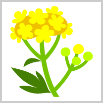 chocottofarm's tweet photo. 今日も誕生花をご紹介♪

8月16日の誕生花は「オミナエシ」なんですって！
オミナエシの花言葉は「美人」「親切」「はかない恋」。
可憐な姿にぴったりですね。

2015年9月『のんびり列車の旅』イベントより「オミナエシ」
#ちょこファ今日は何の日 https://t.co/vidpmrufNc