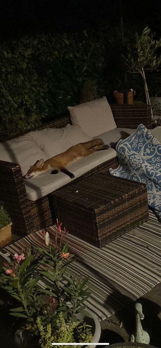 AMAZlNGNATURE's tweet photo. Apparently, patio sofas are irresistible to wild foxes

Foxes have become increasingly comfortable living alongside humans, often showing surprisingly relaxed and curious behavior https://t.co/JzFXXiPmUh