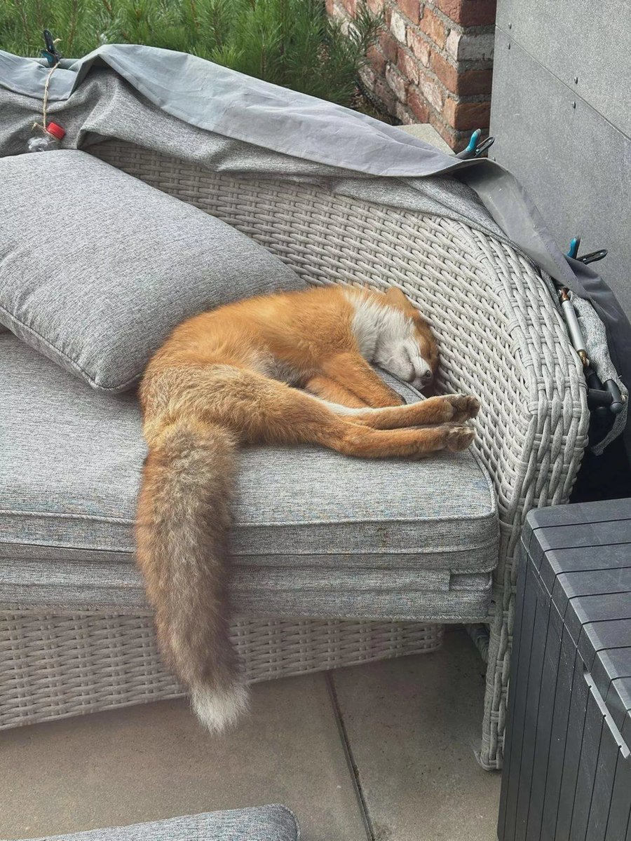 AMAZlNGNATURE's tweet photo. Apparently, patio sofas are irresistible to wild foxes

Foxes have become increasingly comfortable living alongside humans, often showing surprisingly relaxed and curious behavior https://t.co/JzFXXiPmUh