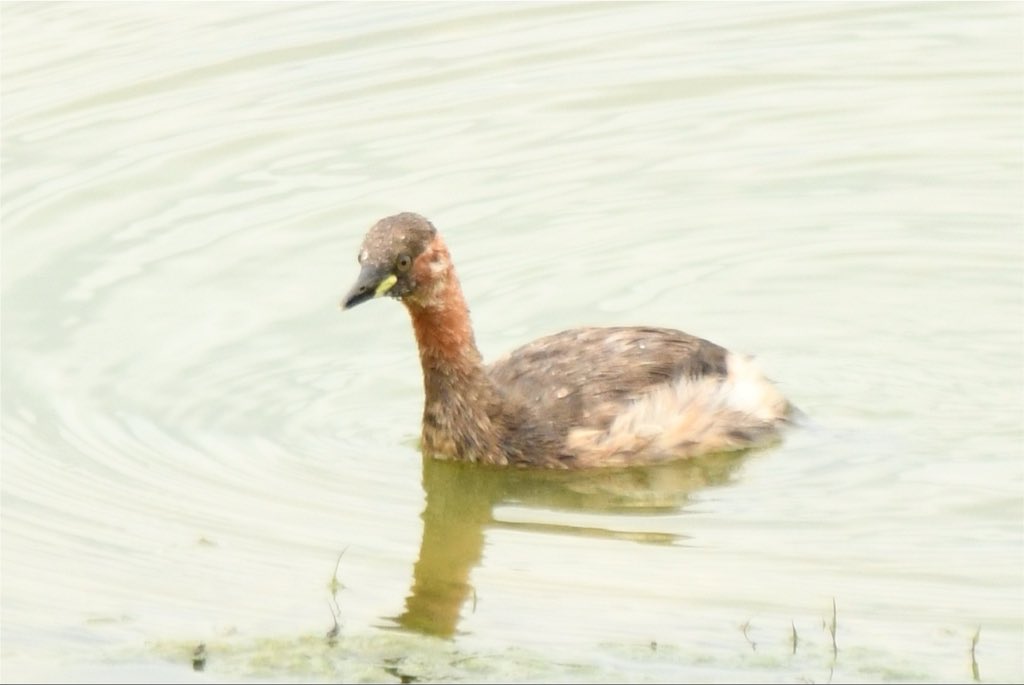 camerabegin's tweet photo. ガン見
#カイツブリ #野鳥 #野鳥観察 #birds #little #grebe https://t.co/wDRHJ51AI2