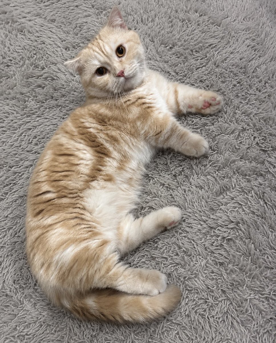mpo7wj's tweet photo. แค่แมวตัวนึง ที่ทำให้ยิ้มได้ 🐾
🌿 catcozycat https://t.co/CGwLgNtAea