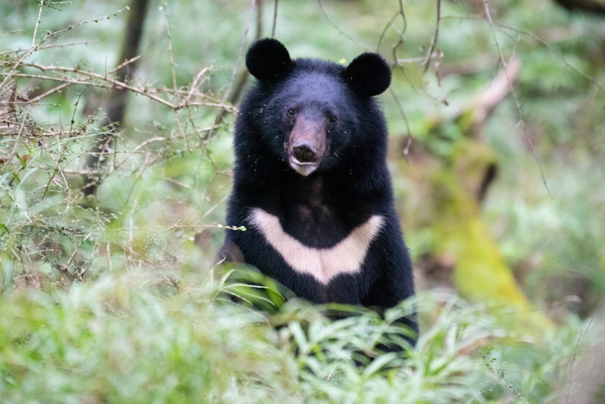 rainwatersystem's tweet photo. .@hana2001886 @hana2001887 
日本では交通事故で毎日約7人が亡くなっています。
クマによる死亡は、それに比べてはるかに少ないです。
それでもメディアは恐怖を煽り、
傷つける罠や過剰な捕獲を正当化しようとします。
本当に守るべきは、
「命の重さ」ではないでしょうか。
人の安全も大切。
でも、痛みを与えるだけの対策は違う。
予防と生息地の再生で、
人とクマが共存できる道を選びませんか。
#クマを守ろう