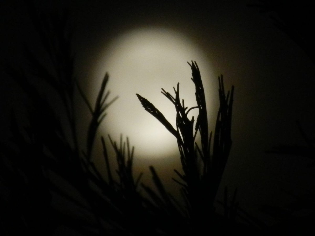 lydiavegac's tweet photo. Noche de luna llena 🌕 🦌
#LunaDeCiervo
#LunaLlena
#BuckMoon
#HayMoon https://t.co/WR9Q2PtcrY