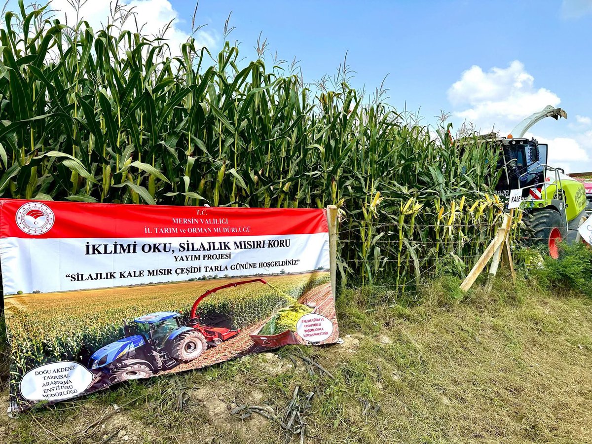 Tarsustarimi's tweet photo. 🌽Çiftçimiz Yeniliklerle Tanışıyor, Verim ve Kalite Artıyor. 🌾

İklimi Oku Silajlık Mısır Koru Projesi ile;

✅ Besleme değeri yüksek mısır silajı elde etmek,
✅ Hayvanların kaba yem ihtiyaçlarını karşılamak,
✅ Mısır silaj yapımını yaygınlaştırmak hedeflenmektedir. https://t.co/KBWWOY7FzE