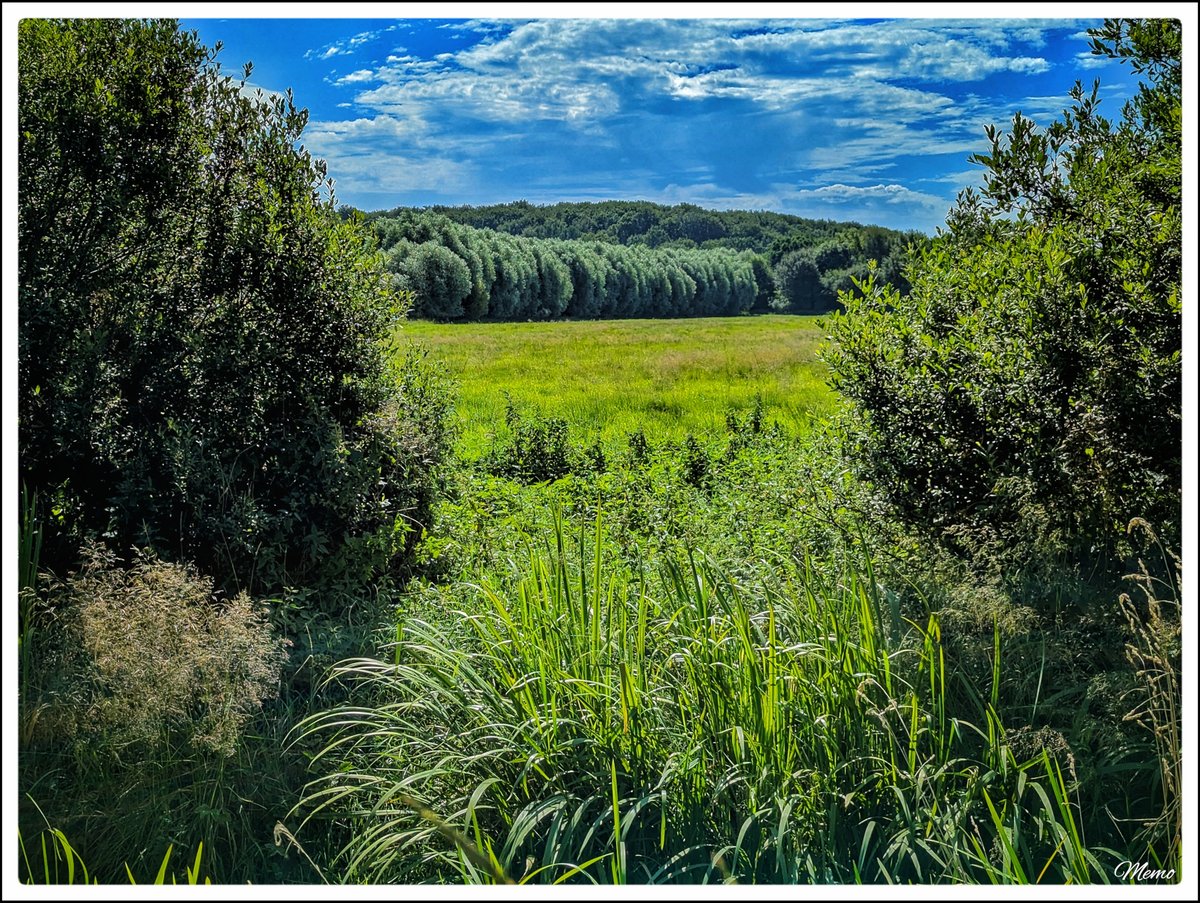 Memo_Barlow's tweet photo. ≪ Wege, wie ich sie mag ≫

Blick zwischen Büschen hindurch auf eine größere freie Fläche des Siebendörfer Moores.

#photography #fotografie #foto #photo #postprocessed #myphoto #mywork #ownwork #nature #natur #umwelt https://t.co/bpcsHX4U57