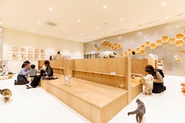 livedoornews's tweet photo. 【無事】イオンモール熊本の猫カフェ「MOFF」から救出された猫25頭、広島店舗に到着
https://t.co/GcgQ86e73R

同店が30日、公式Instagramを更新。広島県内の店舗へ全頭が到着したことを報告し、水を飲んだり、ケージの中でくつろいだりする現在の様子を写真や動画とともに公開した。 https://t.co/XaKOQtZfhq