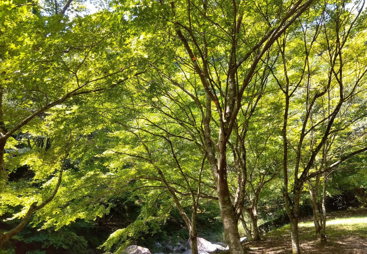 ゆり@40代 tweet media