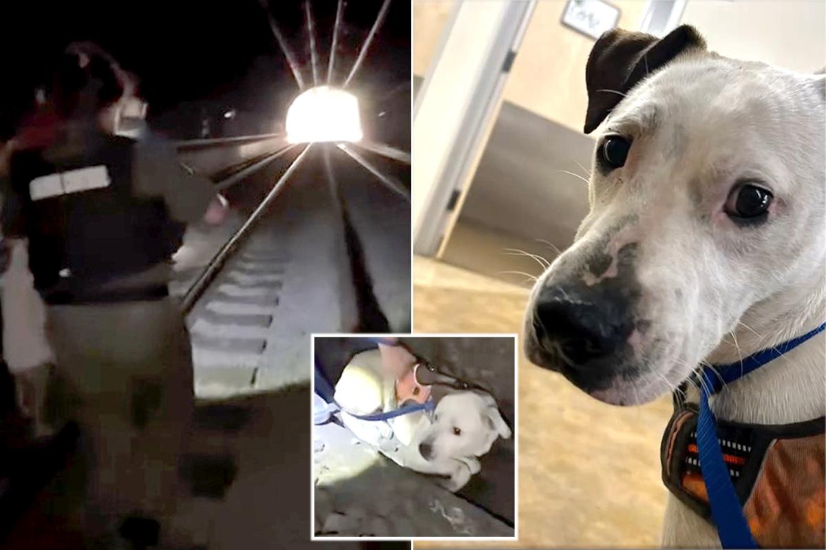 nypost's tweet photo. Terrified pup survives 2 days in pitch-black California tunnel before dramatic rescue https://t.co/Zdd0QIQORz https://t.co/vsligKa03a