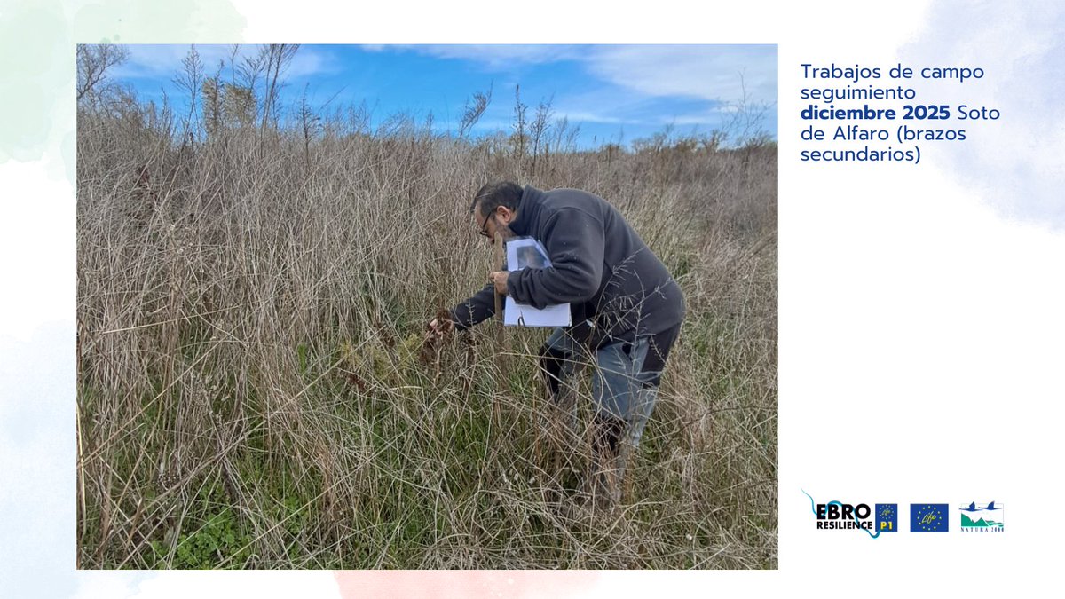 EBROresilience's tweet photo. 🌿 ¿Cómo sabemos si una restauración fluvial funciona? Cada 6 meses evaluamos 12 indicadores ambientales #LIFEEbroResilienceP1 para comprobar si el río recupera espacio, mejoran hábitats o vuelven a funcionar antiguos cauces. Así medimos 📏un proyecto. 🔗 https://t.co/ru3kz3r5sR https://t.co/J9T2XysSjp