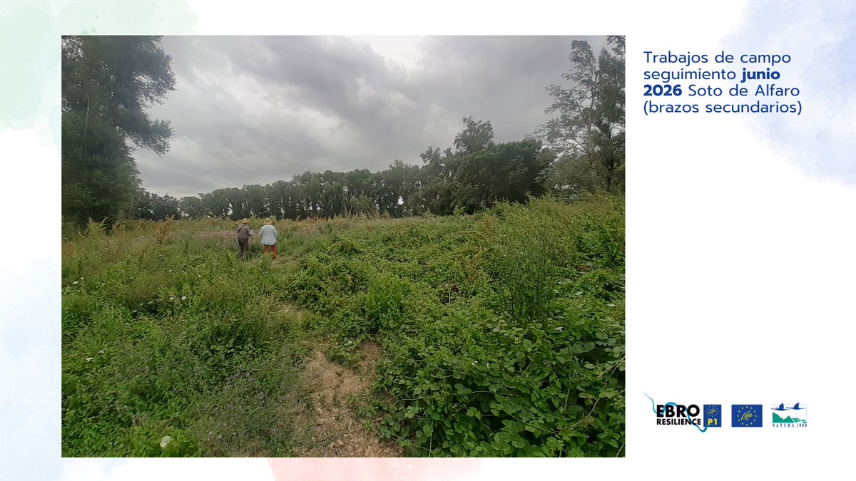 EBROresilience's tweet photo. 🌿 ¿Cómo sabemos si una restauración fluvial funciona? Cada 6 meses evaluamos 12 indicadores ambientales #LIFEEbroResilienceP1 para comprobar si el río recupera espacio, mejoran hábitats o vuelven a funcionar antiguos cauces. Así medimos 📏un proyecto. 🔗 https://t.co/ru3kz3r5sR https://t.co/J9T2XysSjp