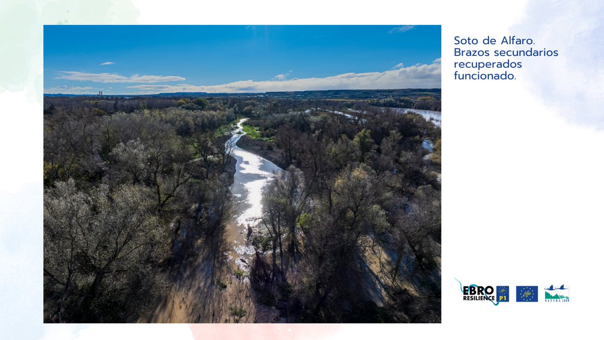 EBROresilience's tweet photo. 🌿 ¿Cómo sabemos si una restauración fluvial funciona? Cada 6 meses evaluamos 12 indicadores ambientales #LIFEEbroResilienceP1 para comprobar si el río recupera espacio, mejoran hábitats o vuelven a funcionar antiguos cauces. Así medimos 📏un proyecto. 🔗 https://t.co/ru3kz3r5sR https://t.co/J9T2XysSjp