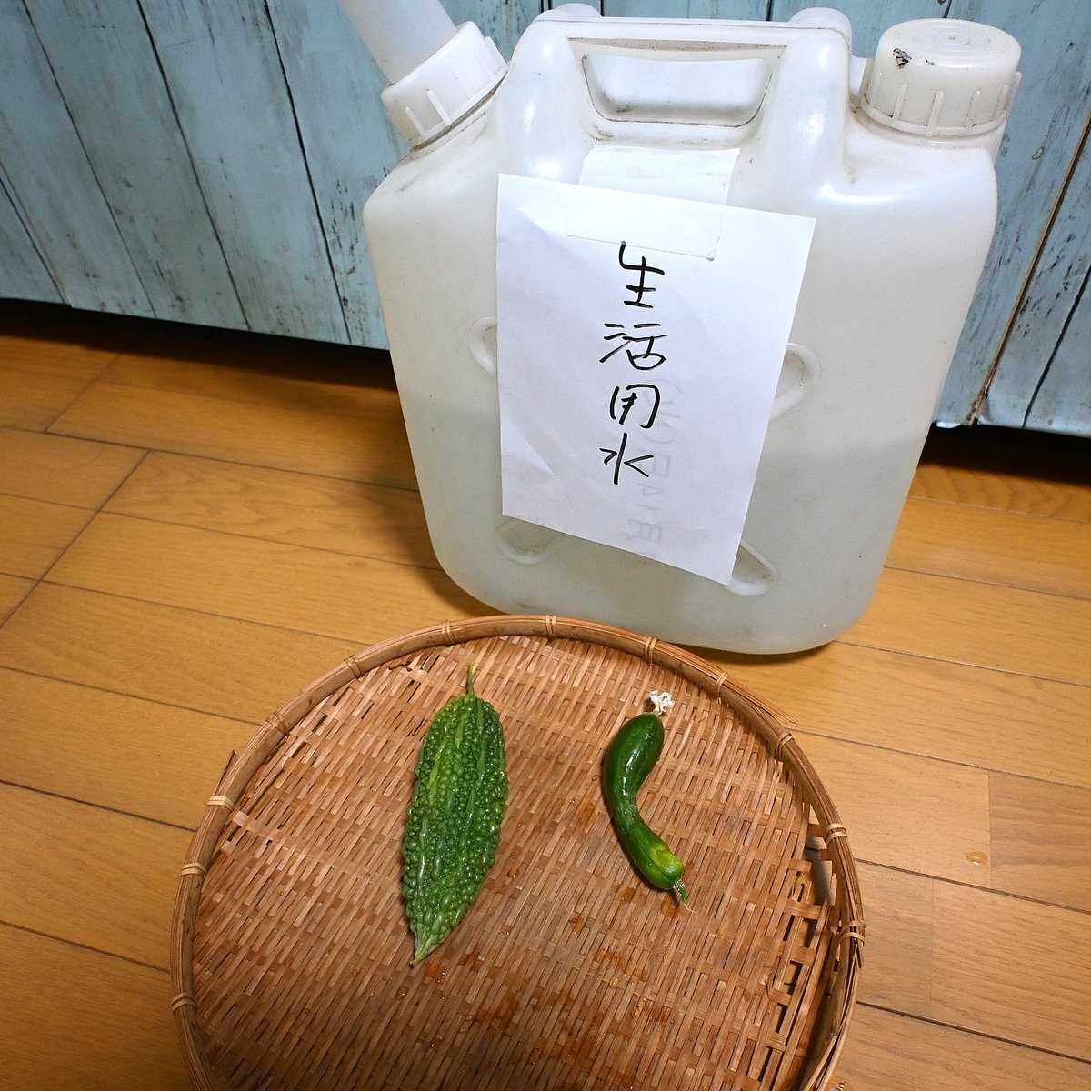 peeasagao's tweet photo. 地震で被災したのですが、畑だけは通常通り。ゴーヤとキュウリがとれました。ありがたく頂きます。
#家庭菜園 https://t.co/N6uVGVocr0