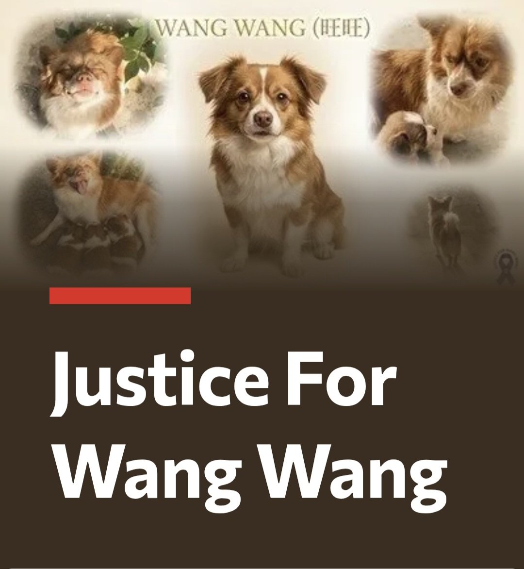 bmiger's tweet photo. Please sign, share and tweet this petition
https://t.co/d29Tpui4QJ

We need #TheWangWangLaw #JusticeForWangWang
#StopAnimalCruelty
#ChinaAnimalProtectionLaw https://t.co/qBMHnnL2KQ