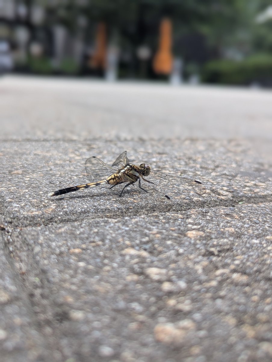 ginzayanagi's tweet photo. 画廊横の数寄屋橋公園にシオカラトンボがいました！かっこいい！
 #画廊  #トンボ https://t.co/IlSIu9IZLq