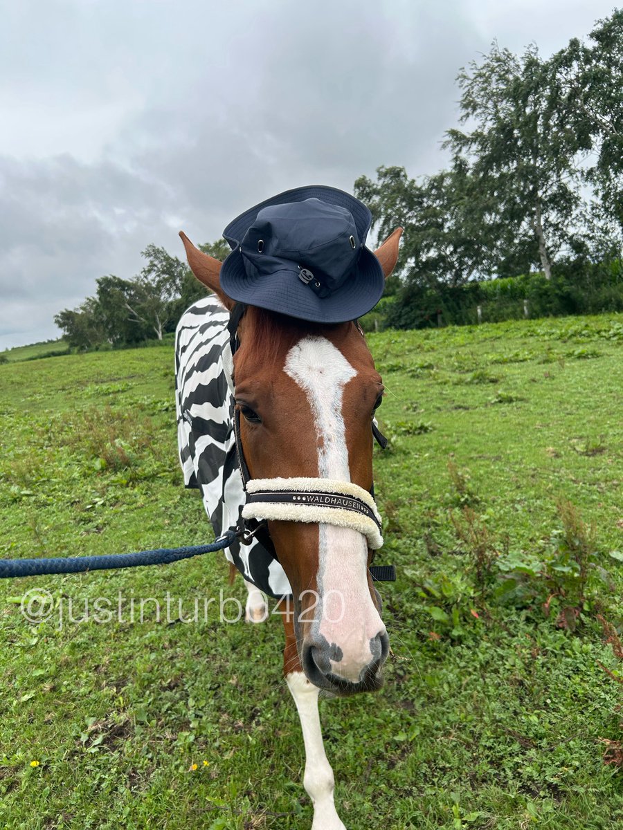 justinturb0420's tweet photo. 今日は帽子をかぶってお散歩🐴🧢✨
ターボさんはオシャレさんです！

Today, Turbo-san wore a hat for his walk 🐴🧢✨
He’s quite the little fashionista! https://t.co/OPoB7wPhc9