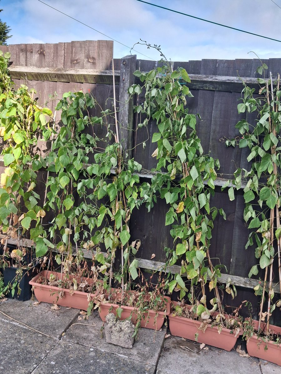 titch6k9's tweet photo. Only thing growing this year is tomatoes https://t.co/COiN8tI940